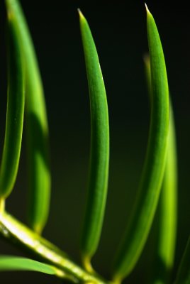 Torreya californica - toreja kalifornská - jehlice detail